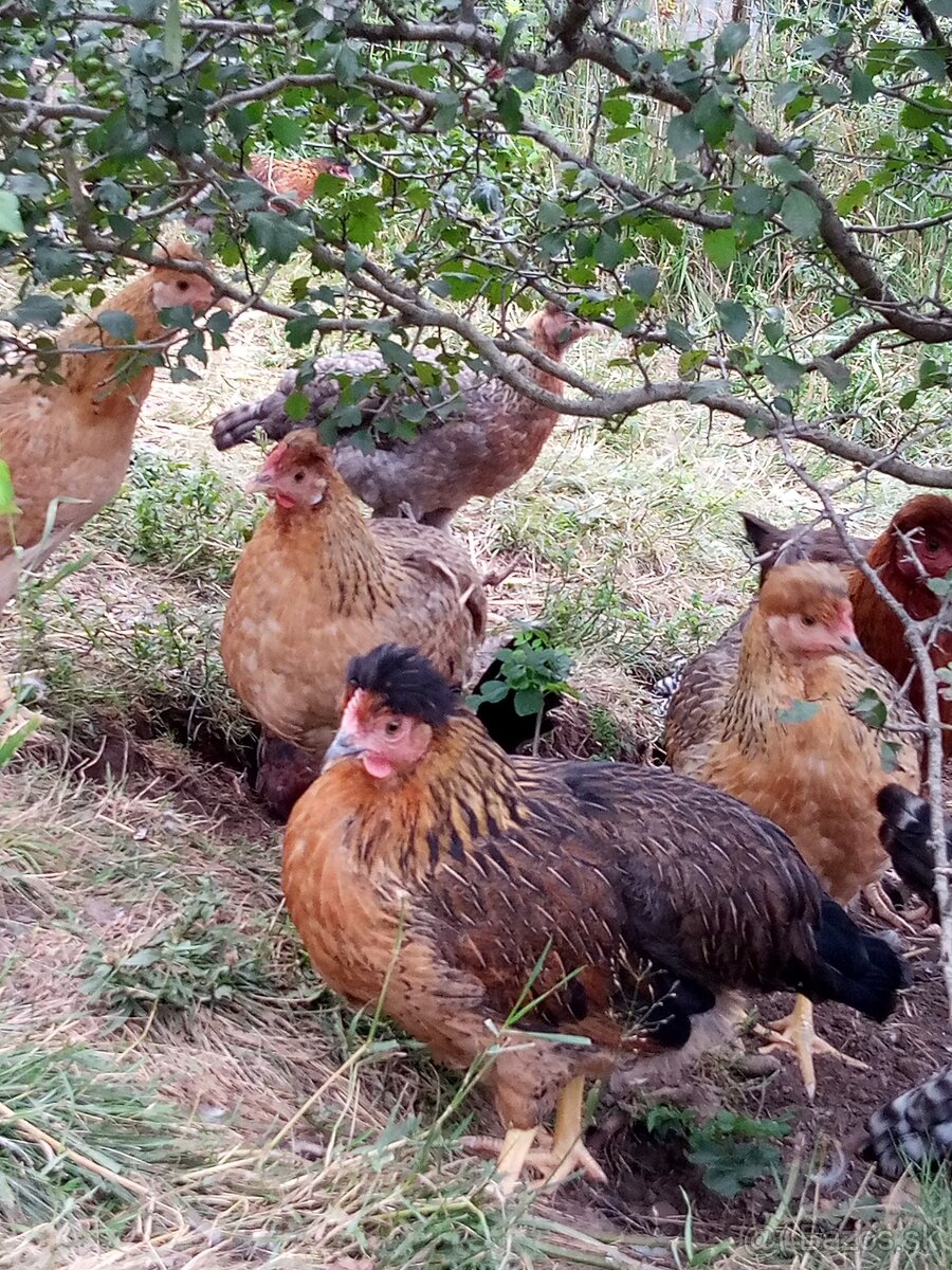 NV zelené od GSH - 5