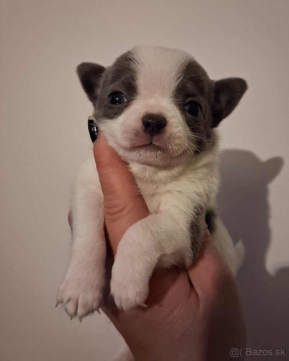 Čivava modrá mini - 5