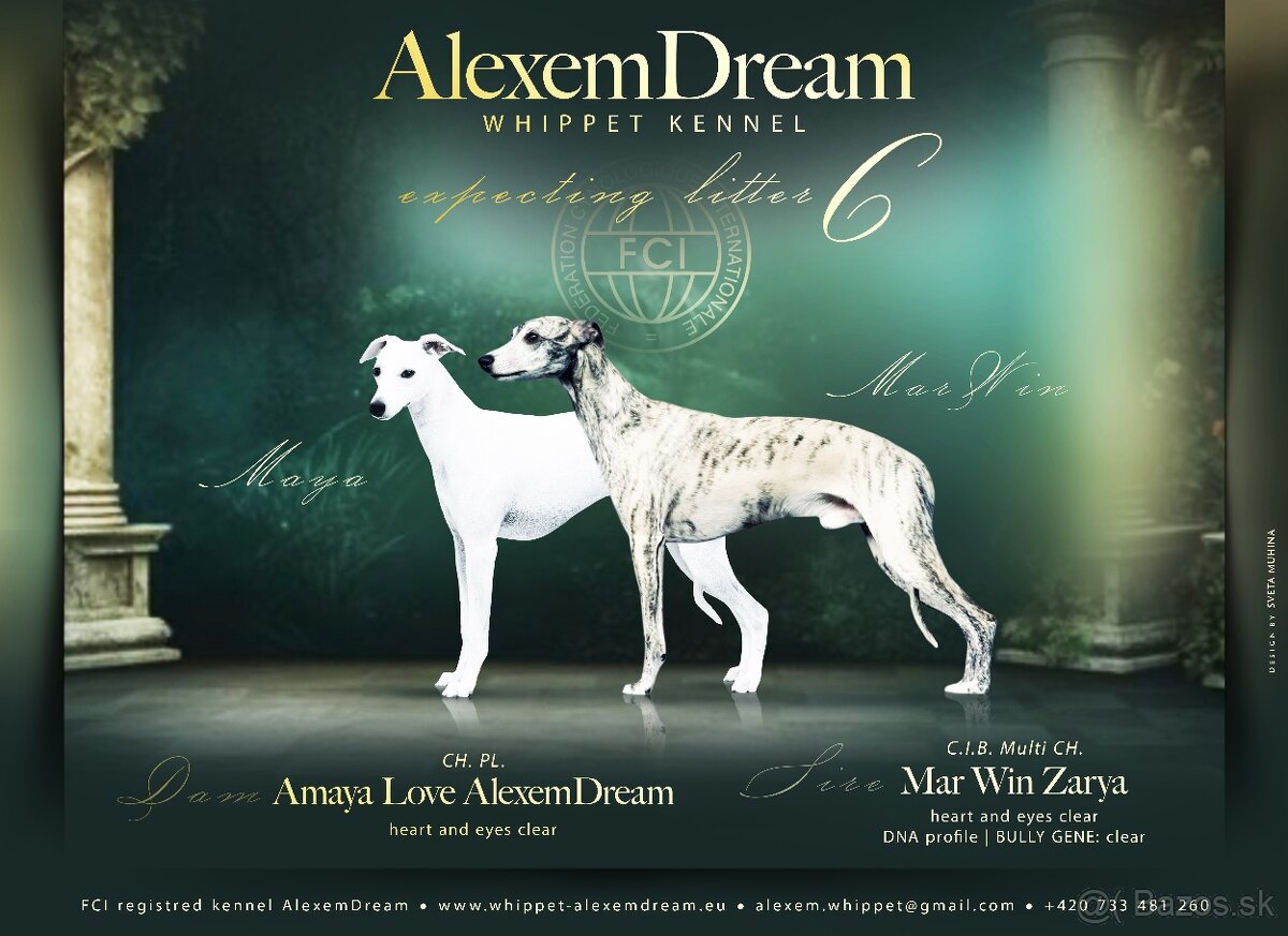 Whippet , Vipet s PP - 5