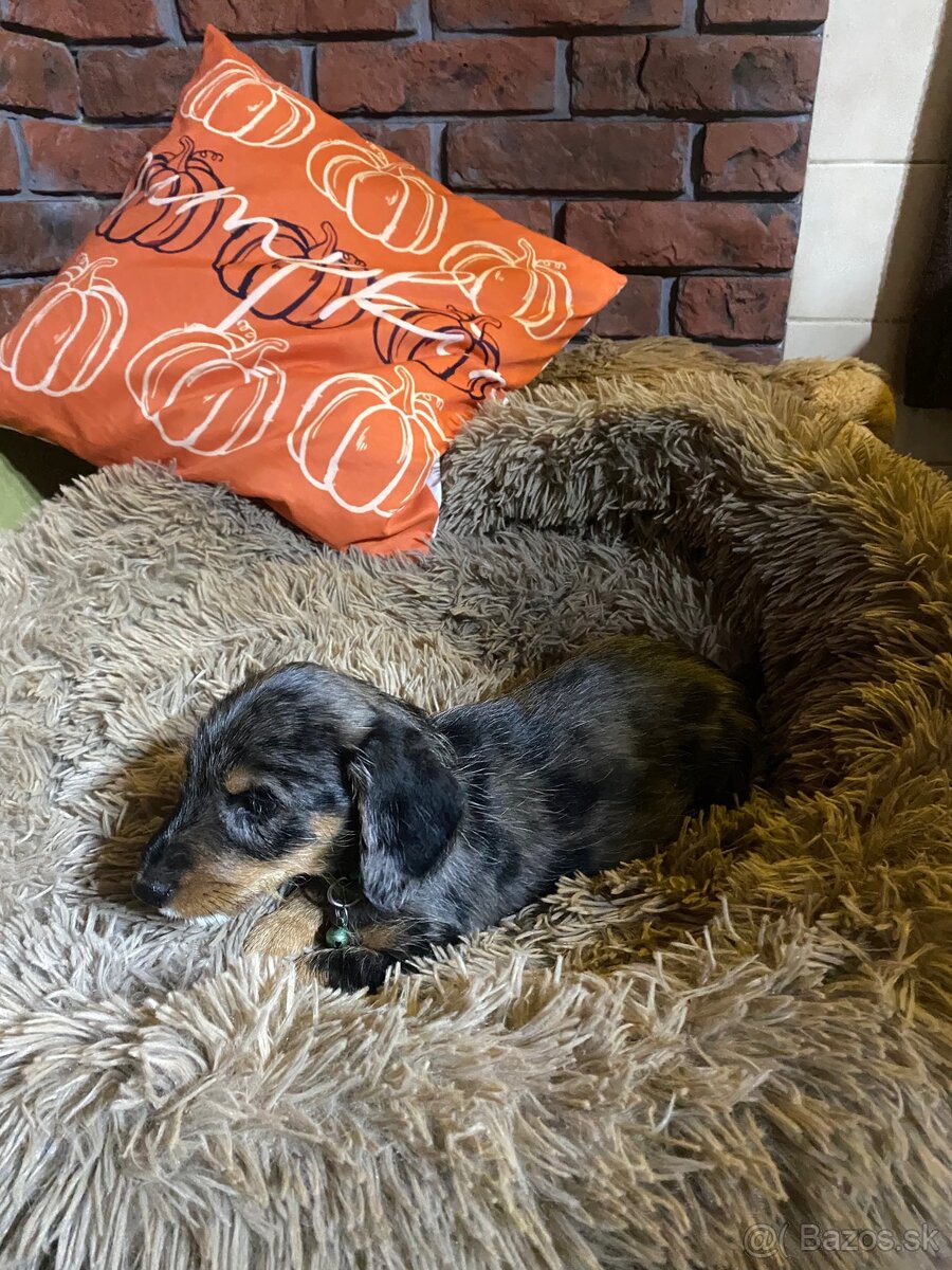 Jazvečík merle - 5