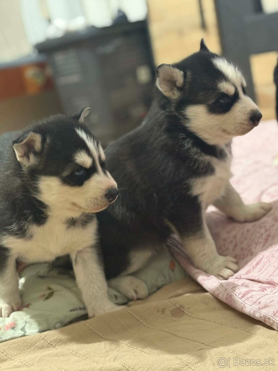 Sibírsky husky na predaj - 5