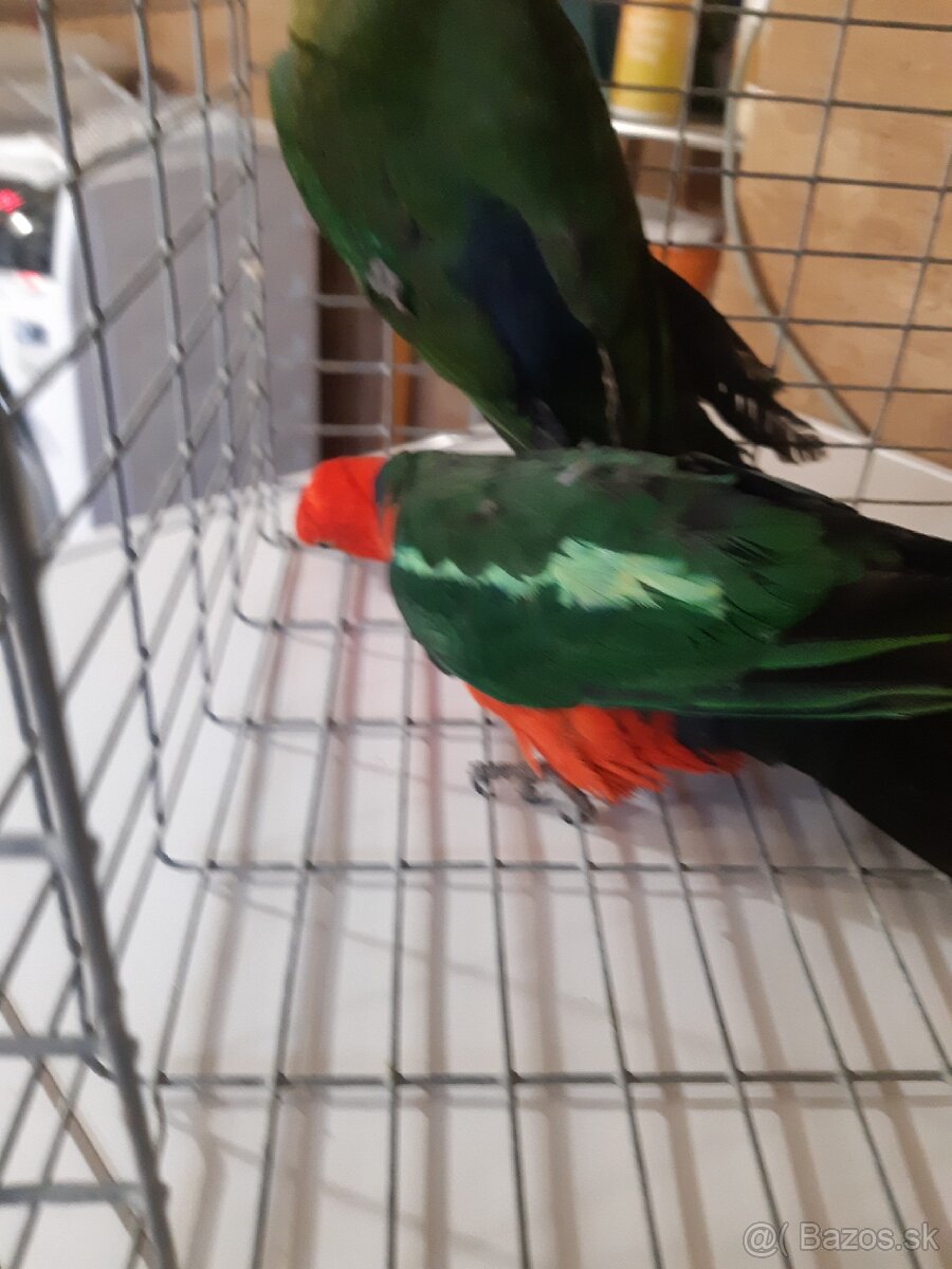 Predam papagaj kralovsky - 5