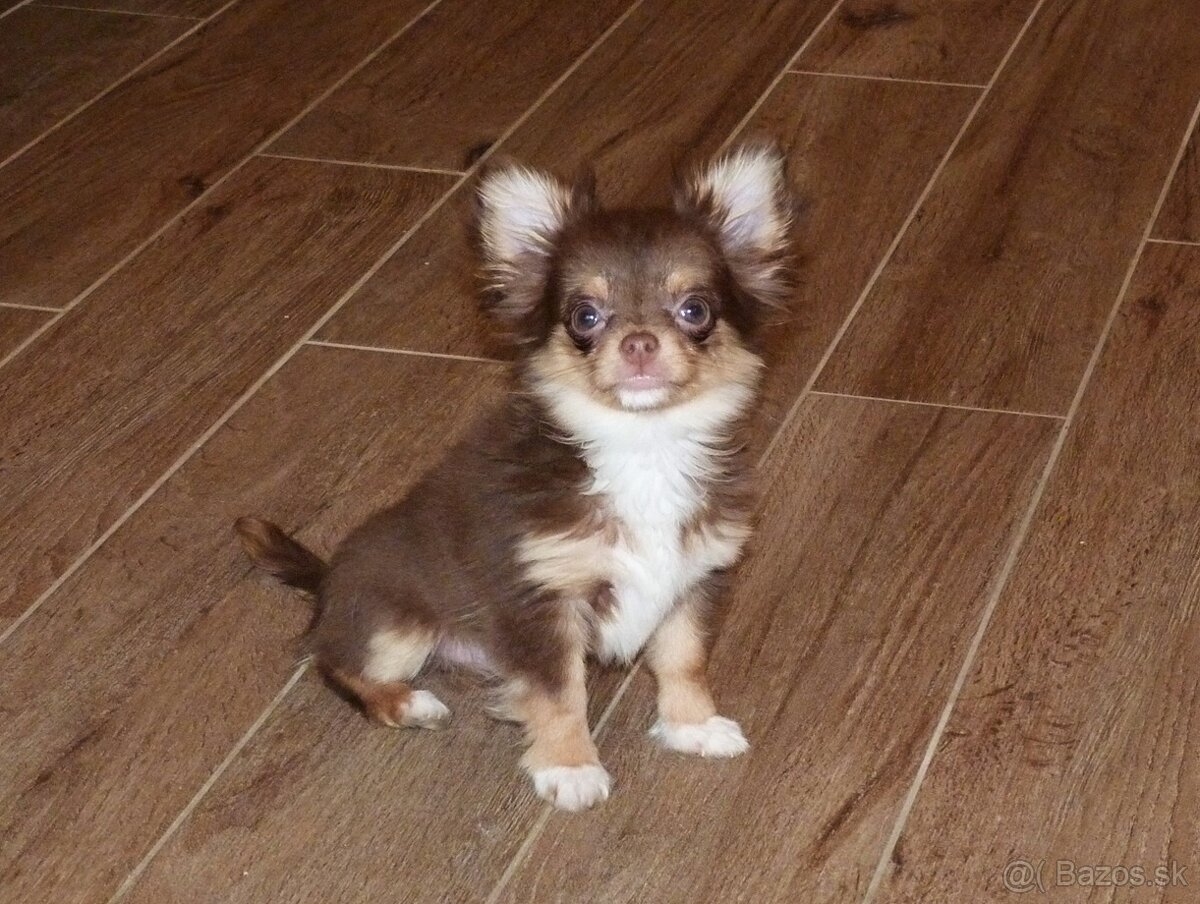 ČIVAVA - psík s PP - 5