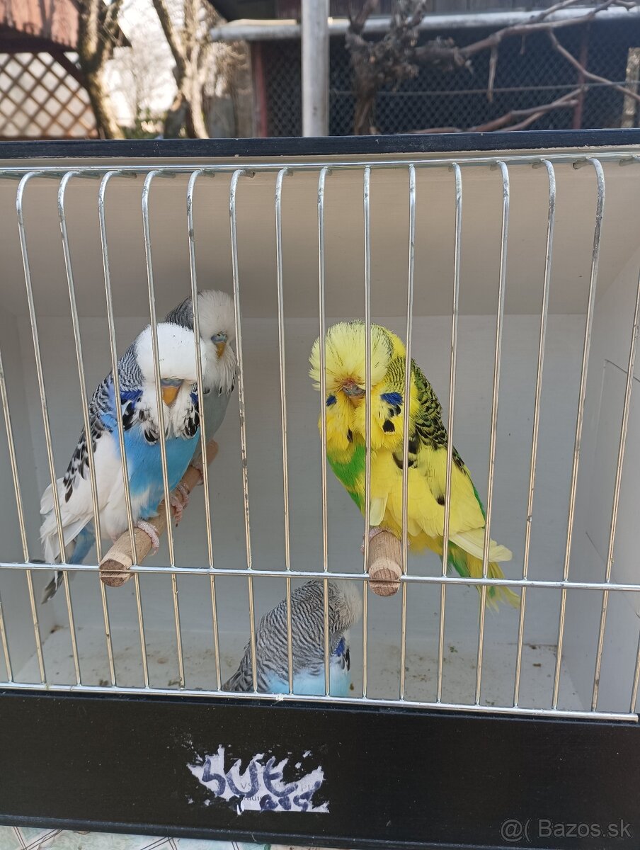 Výstavné andulky - 5