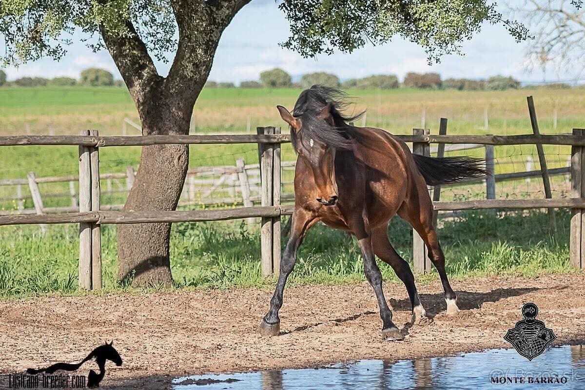 Lusitano klisna 8 let - 5