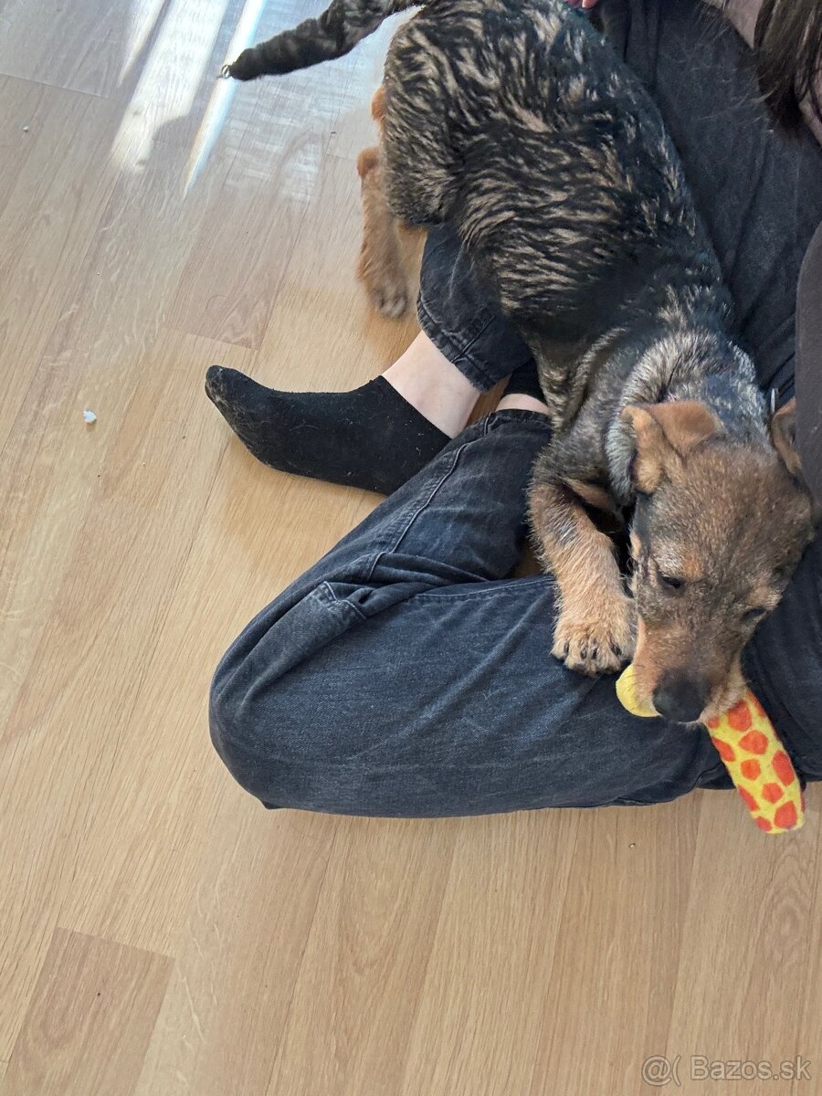 Predám šteniatko - 5