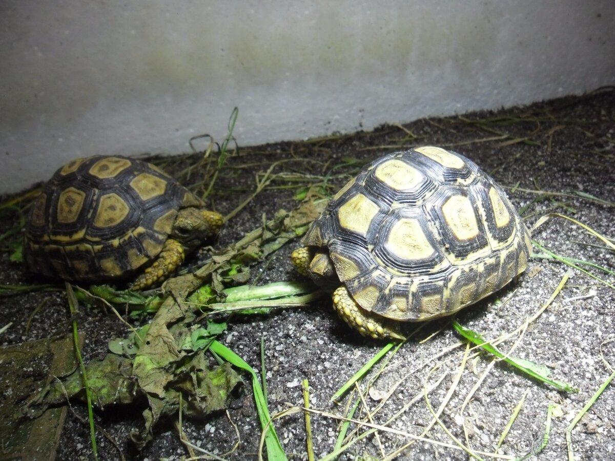 korytnačka leopardia - 5