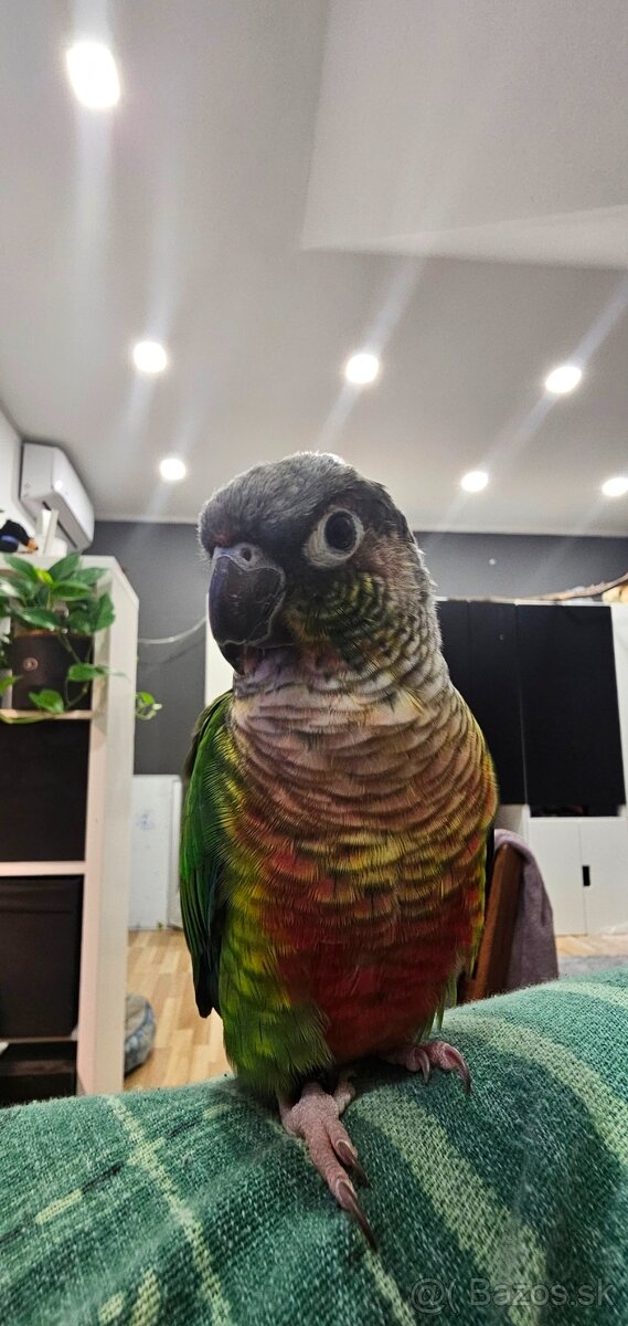 Predám papagája – Pyrrhura (samec) - 5
