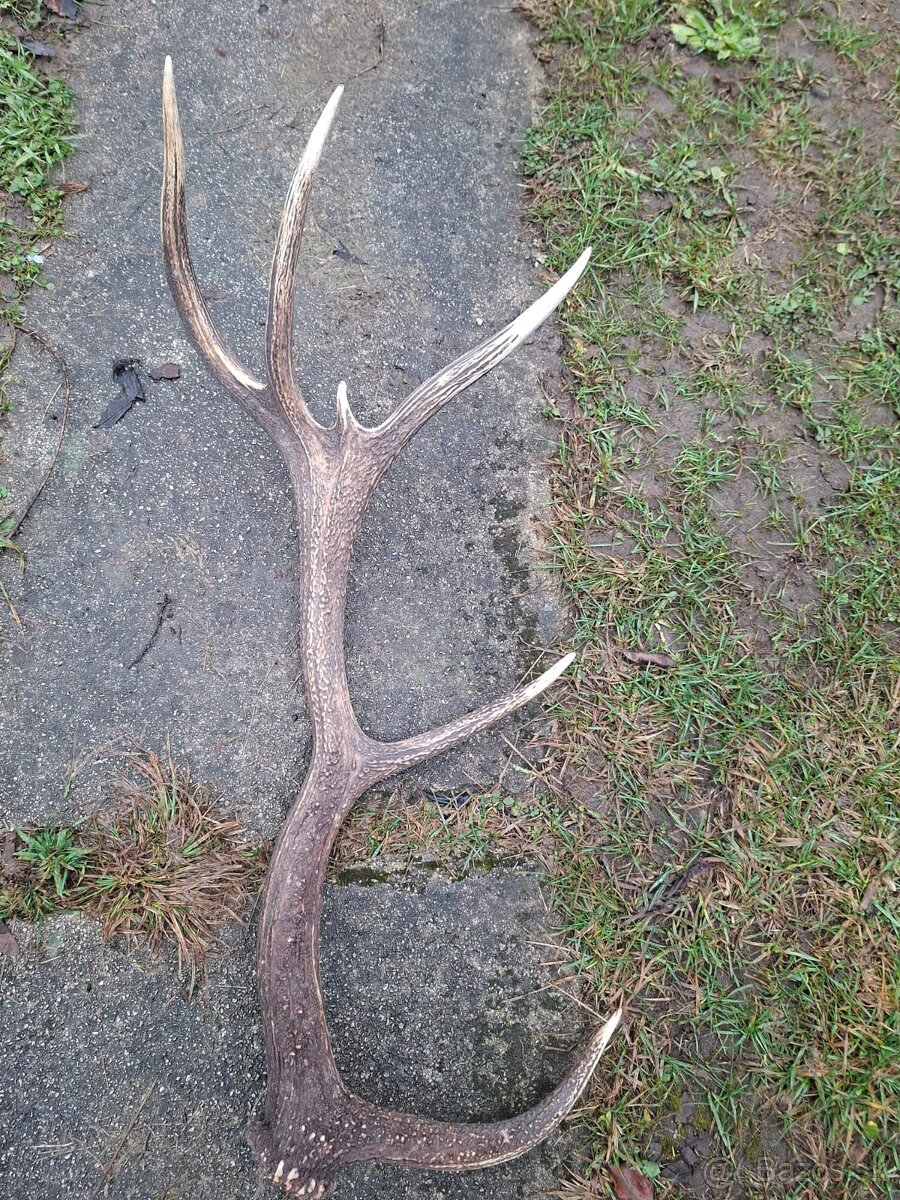 parohy,zhody,parozie,trofeje - 5