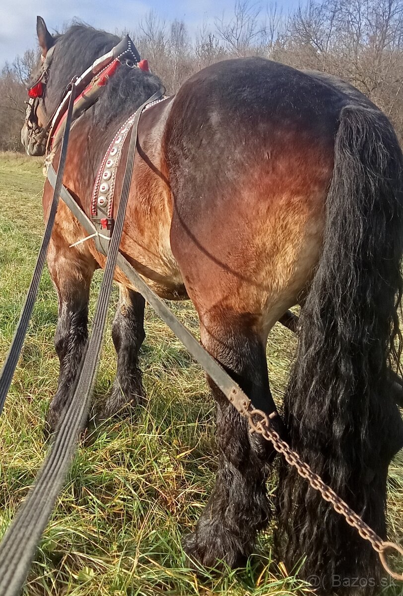 Predám-vymením Žrebca ovláda lesné práce - 5