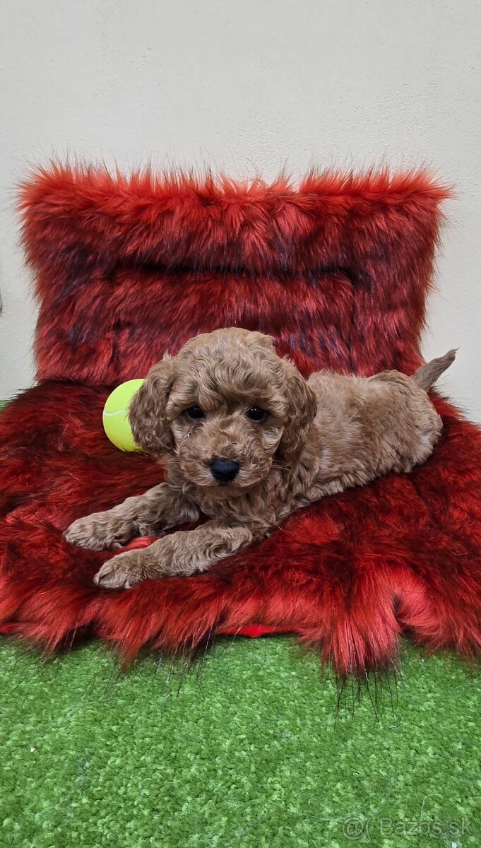 Šteniatka Pudlik, pudel toy - 5