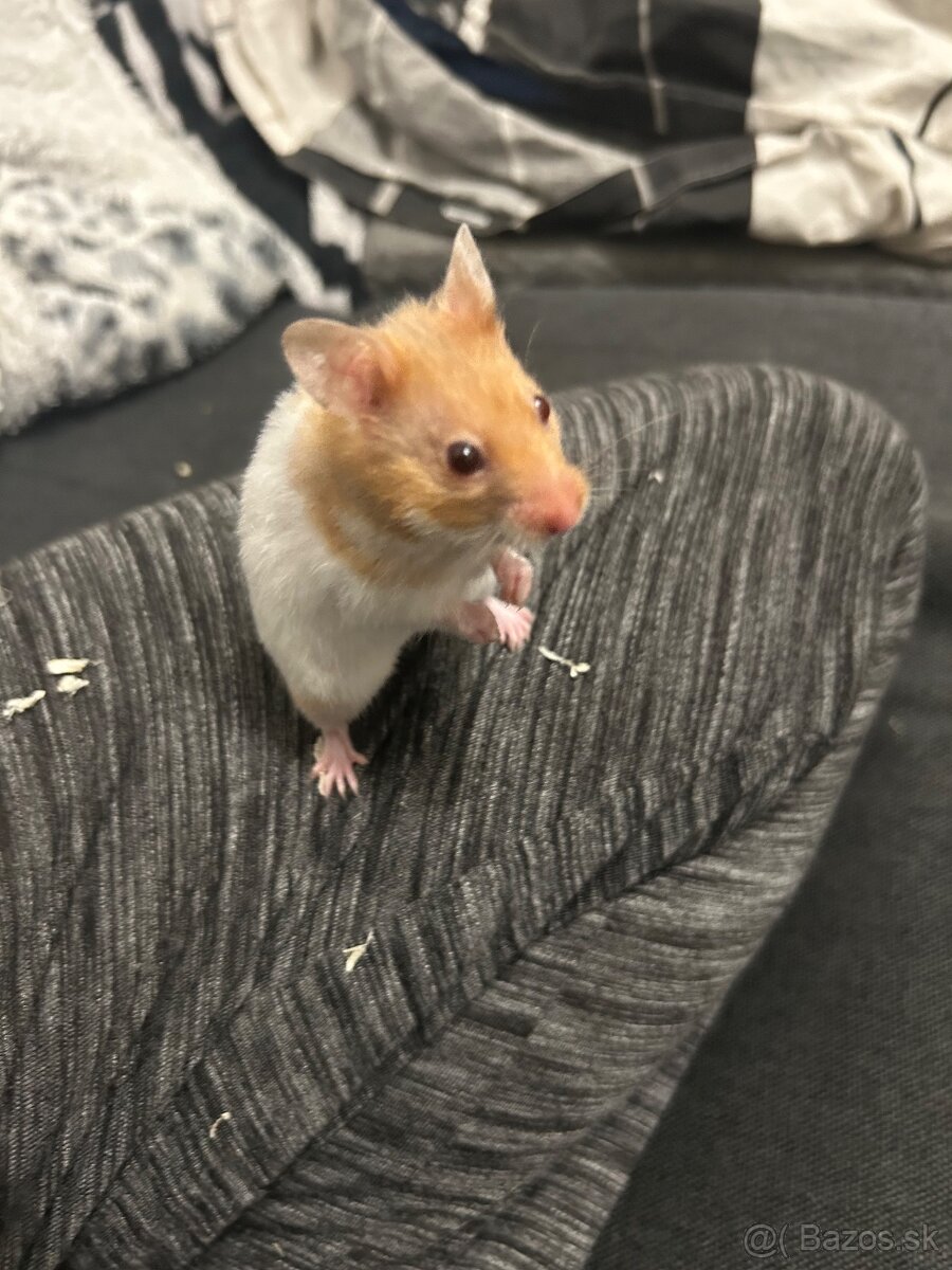 Škrečok sýrsky - 5