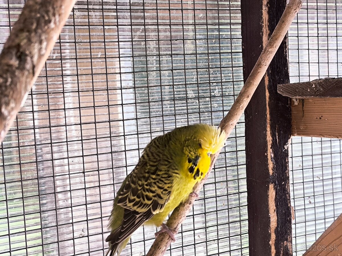 Andulky výstavný typ - 5