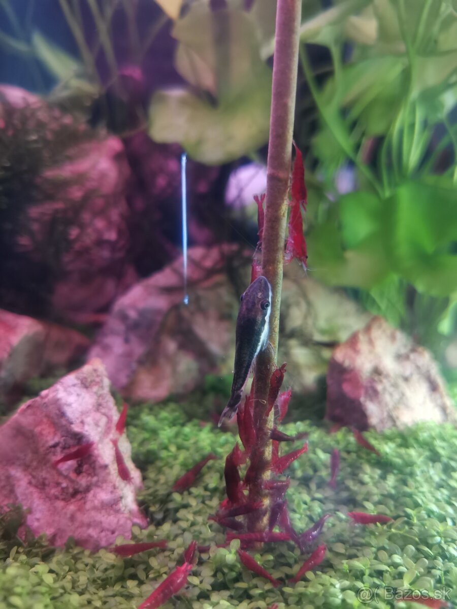 Lízatka pre krevetky - 5