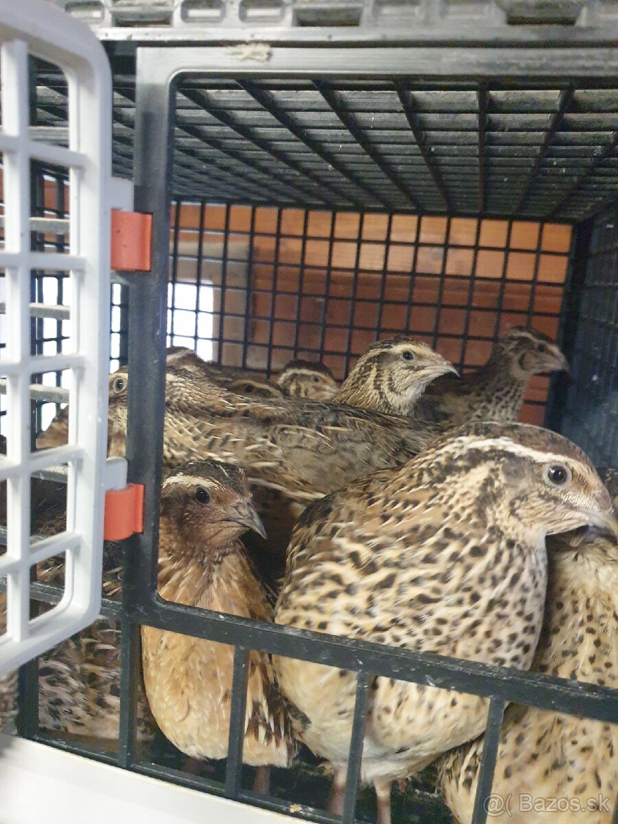 Japonské prepelice Faraon - 5