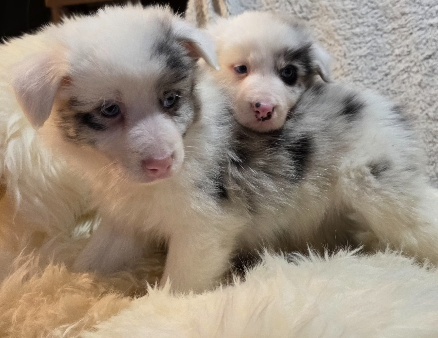 Border Collie, kólia - 5