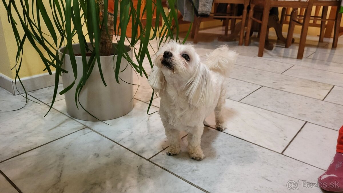 Maltézsky psík na krytie - 5