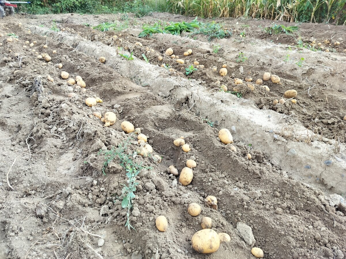 Sadbové zemiaky - 5