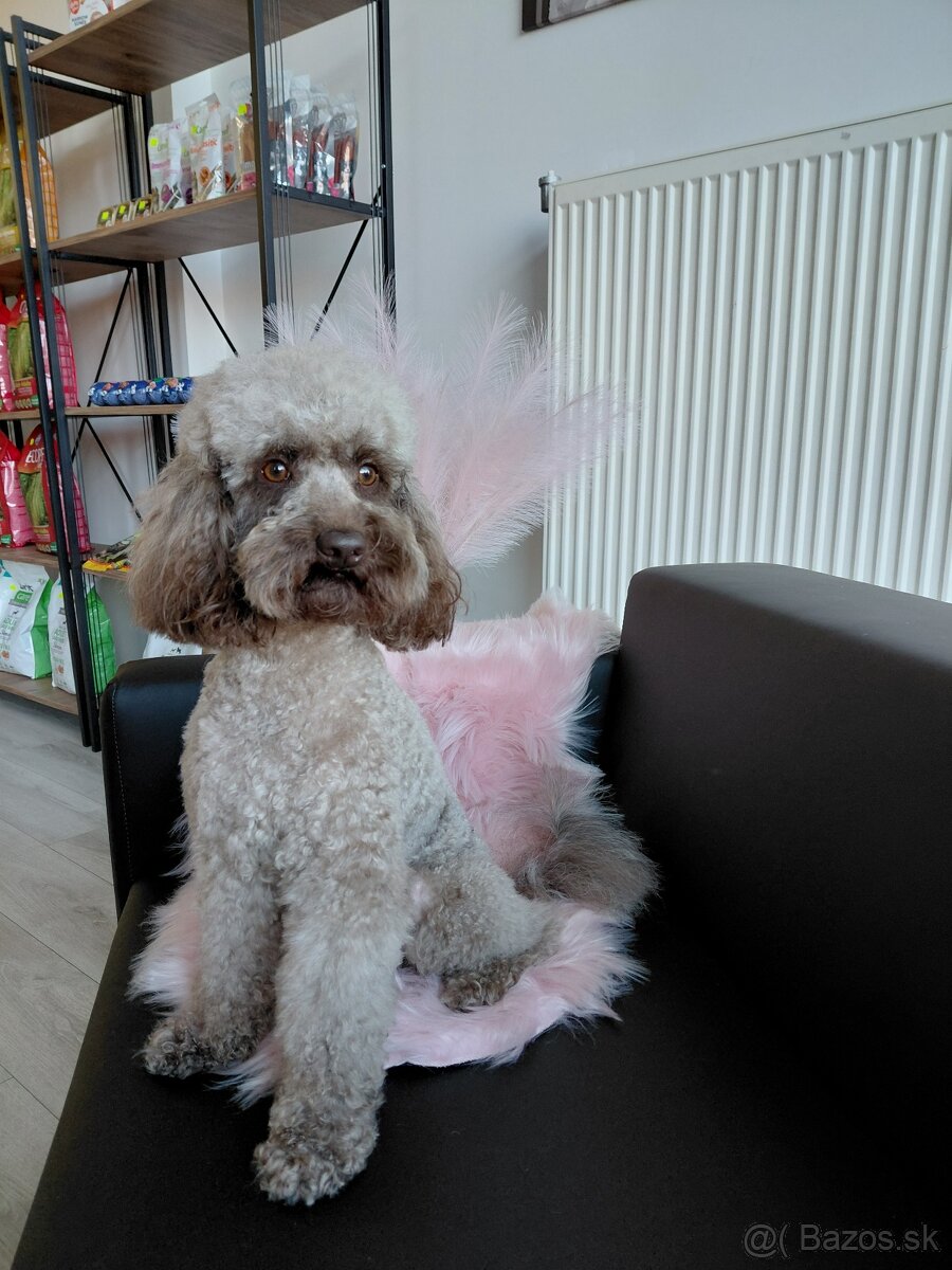 Nový Salón pre psov Lusi vo Svite. - 5