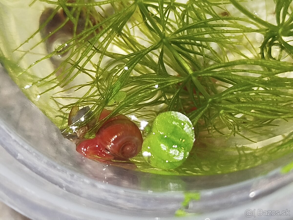 Balíček do akvária – mladé krevety + slimáky - 5