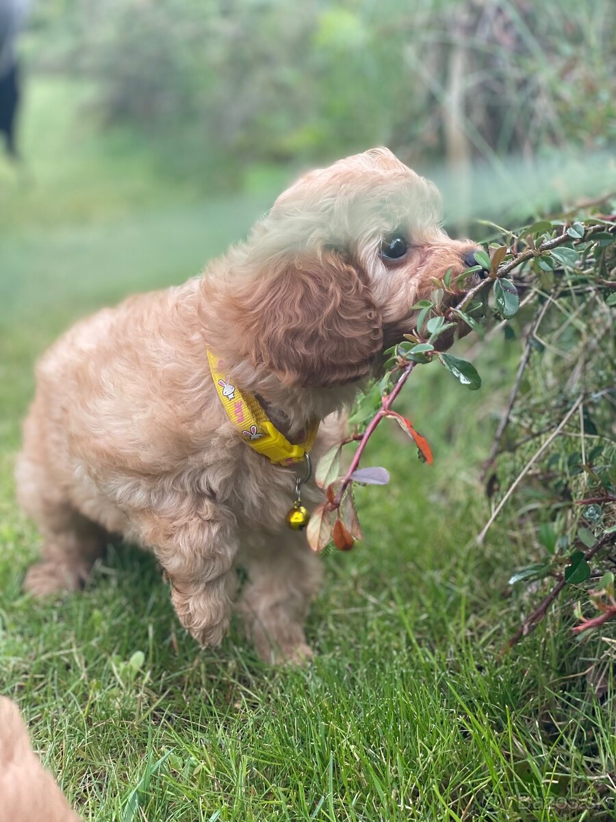 Cavapoo šteniatko - 5