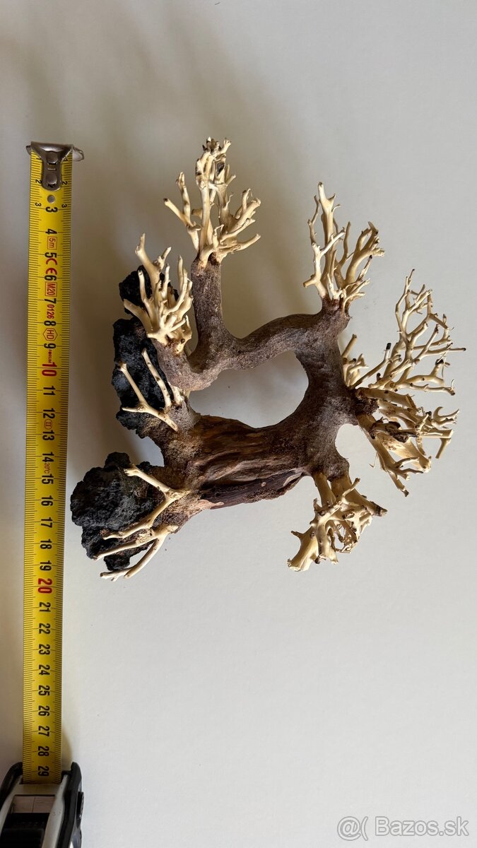 Bonsai Driftwood - 5