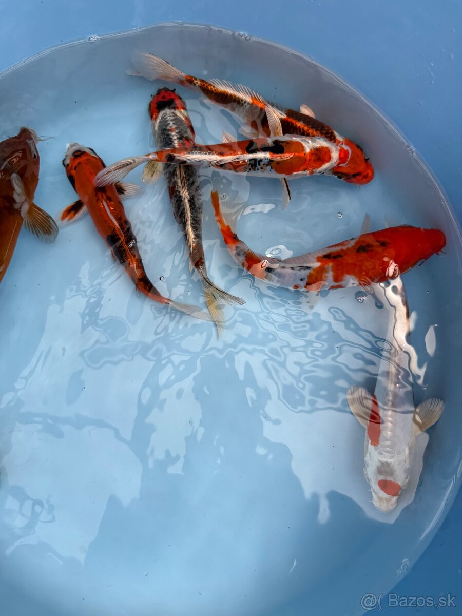 Koi kapor - 5