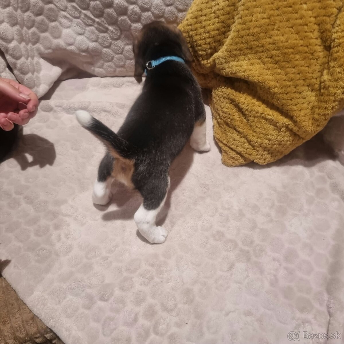 Bígel, Beagle, štěňátka - 5