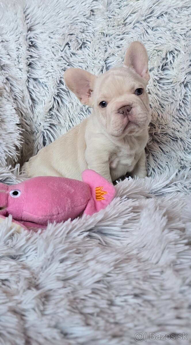 Francúzsky buldoček - 5