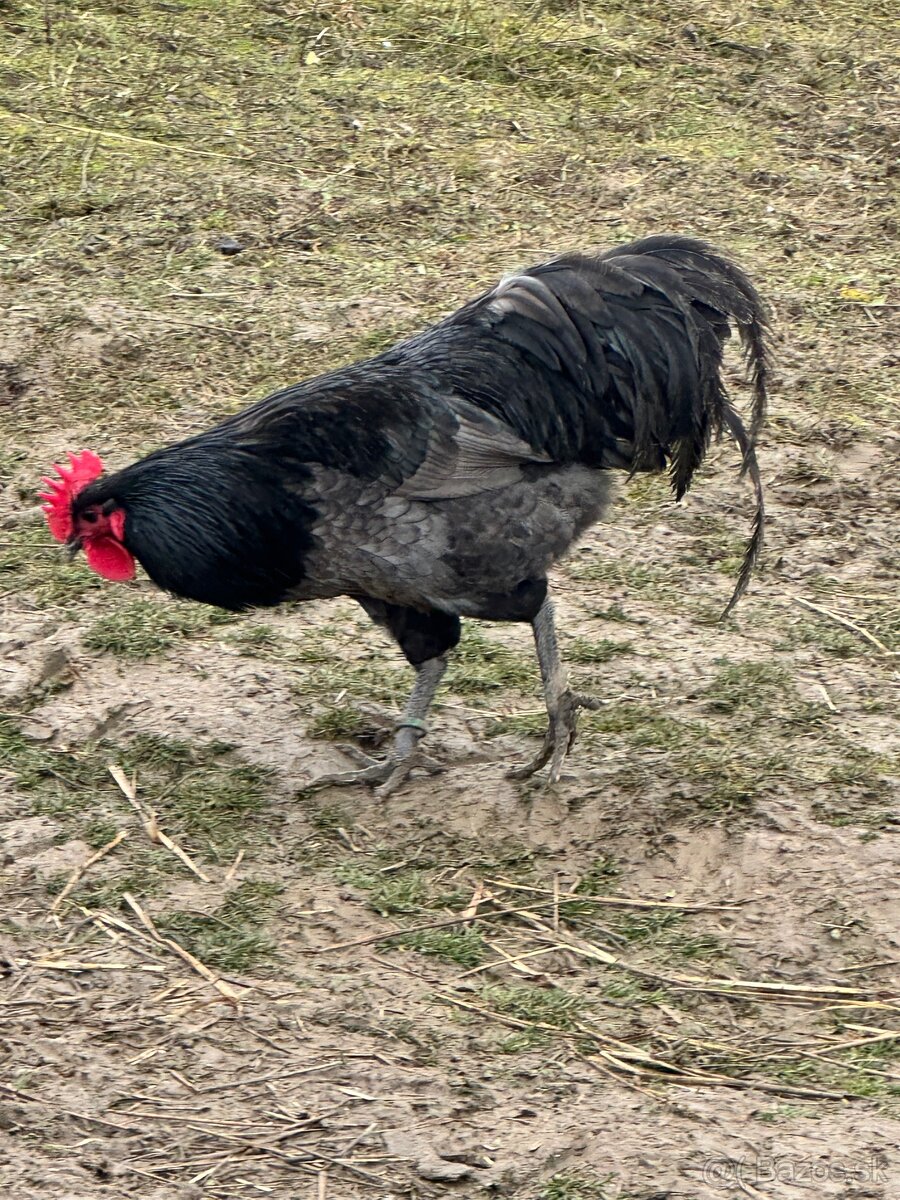 Australorpka - 5