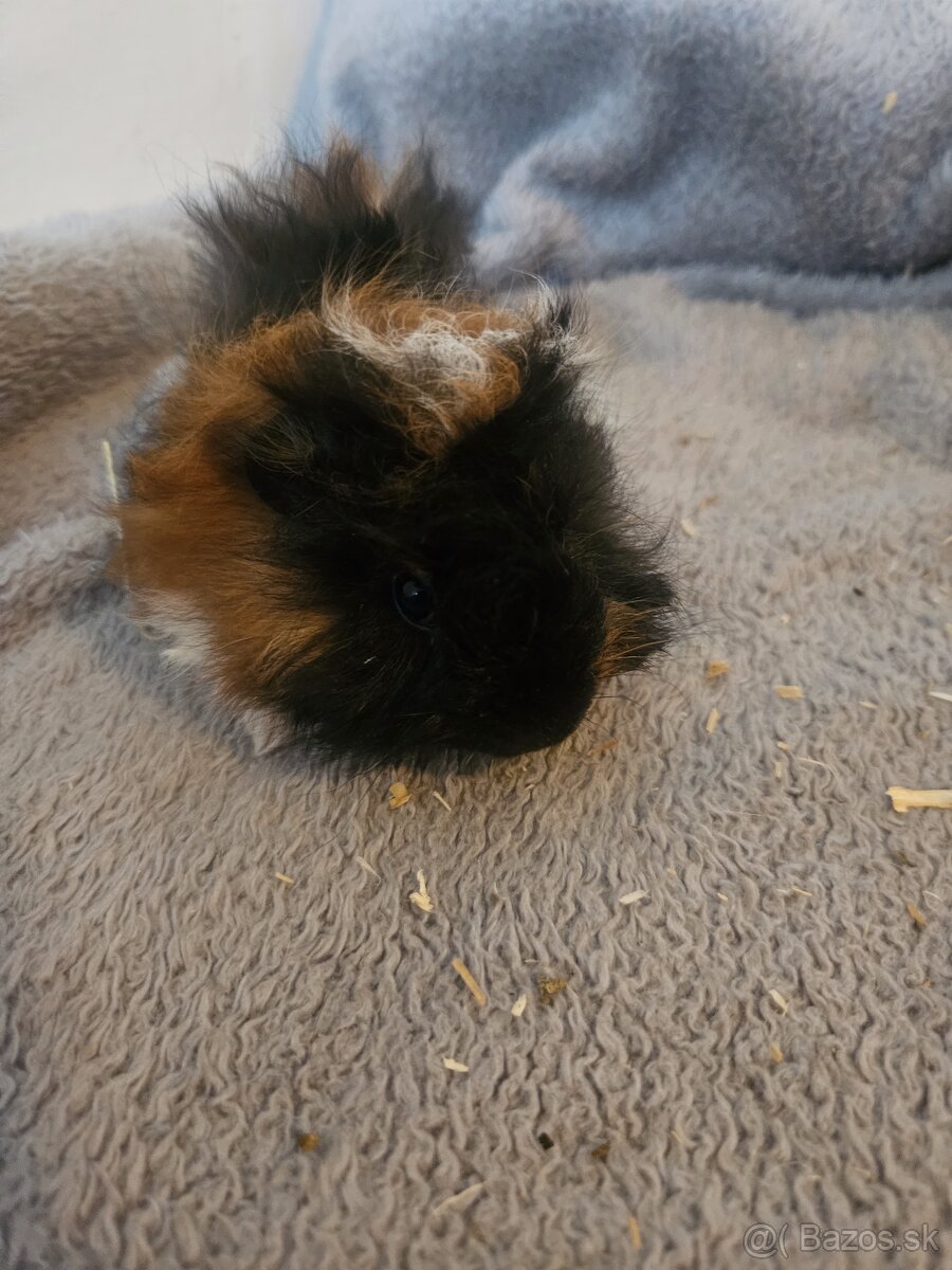 Morske prasiatka - 5