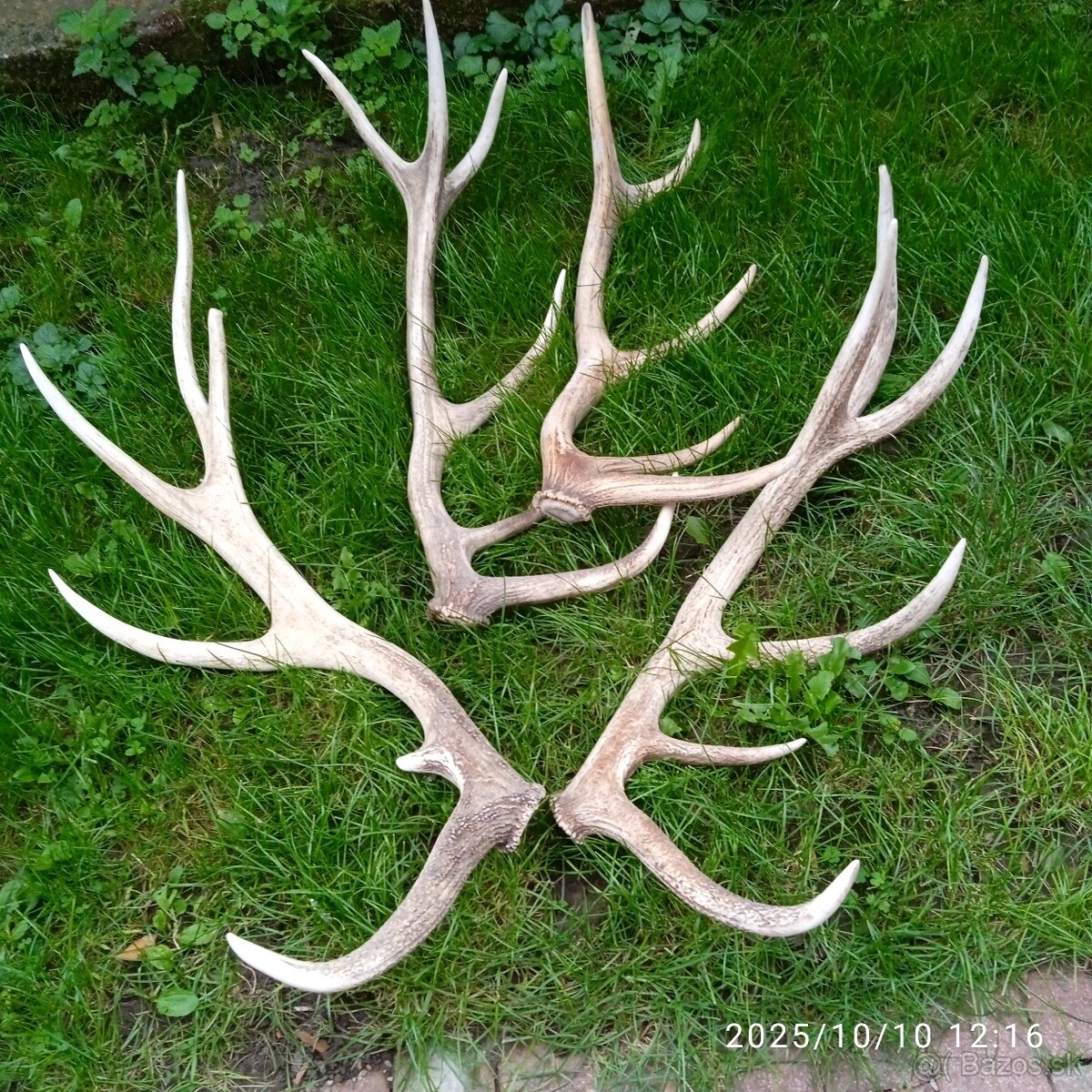 Trofeje a,parozie - 5