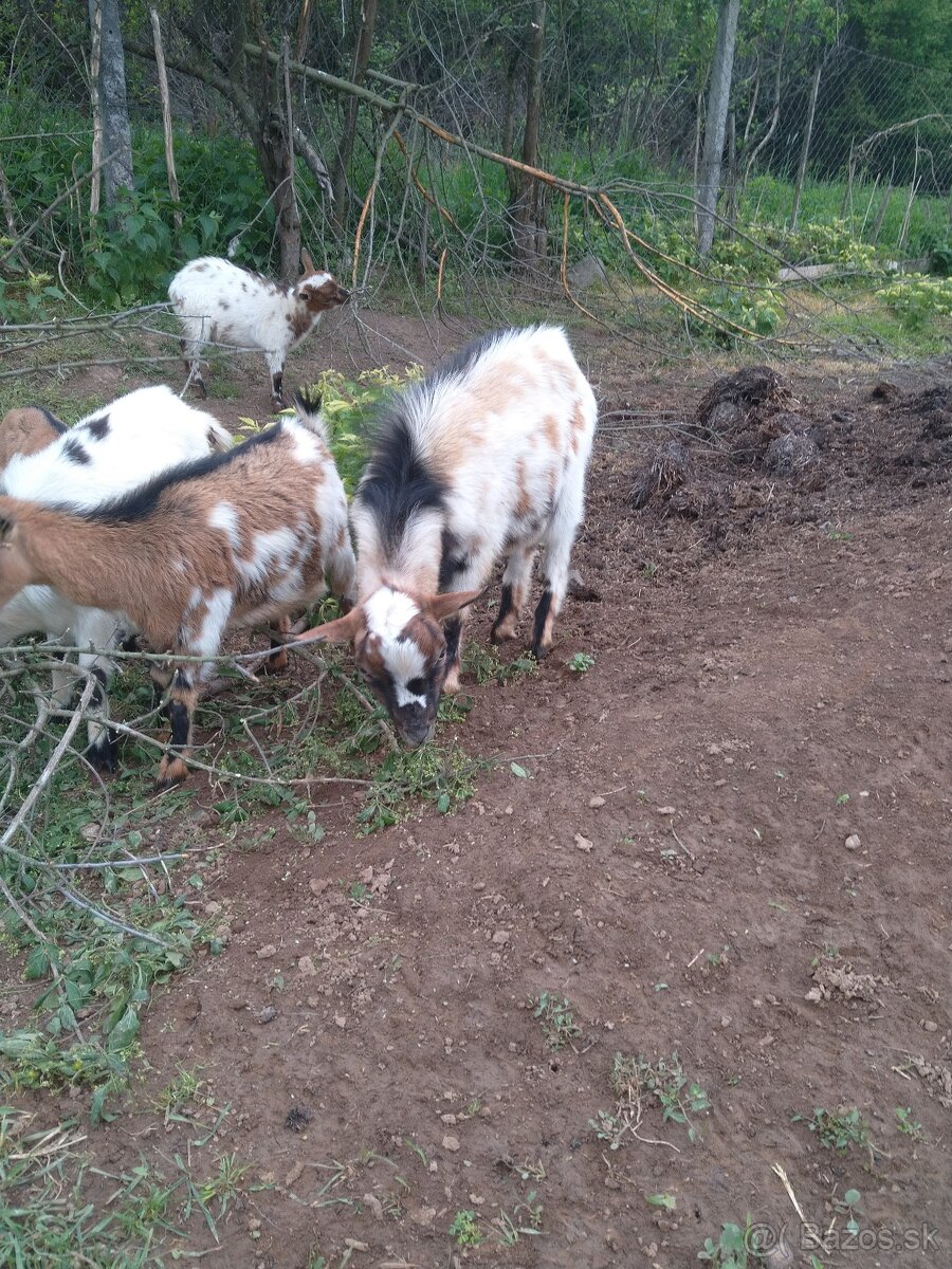 Minikozy darujem - 5