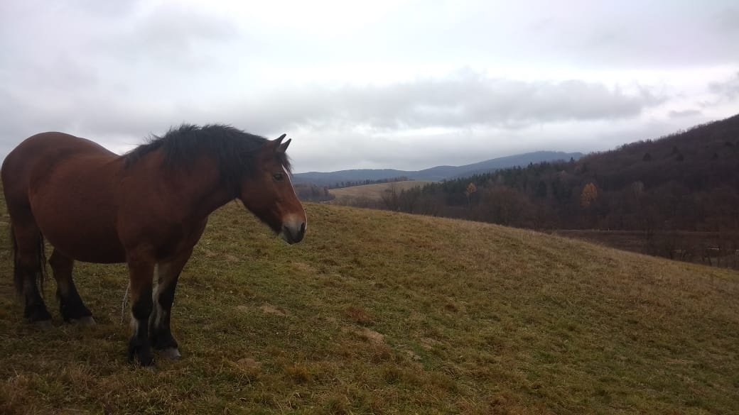 Ťažný žrebec - 5