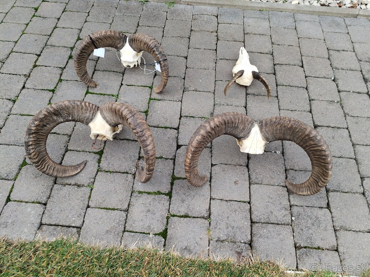 Trofeje muflonov - 5