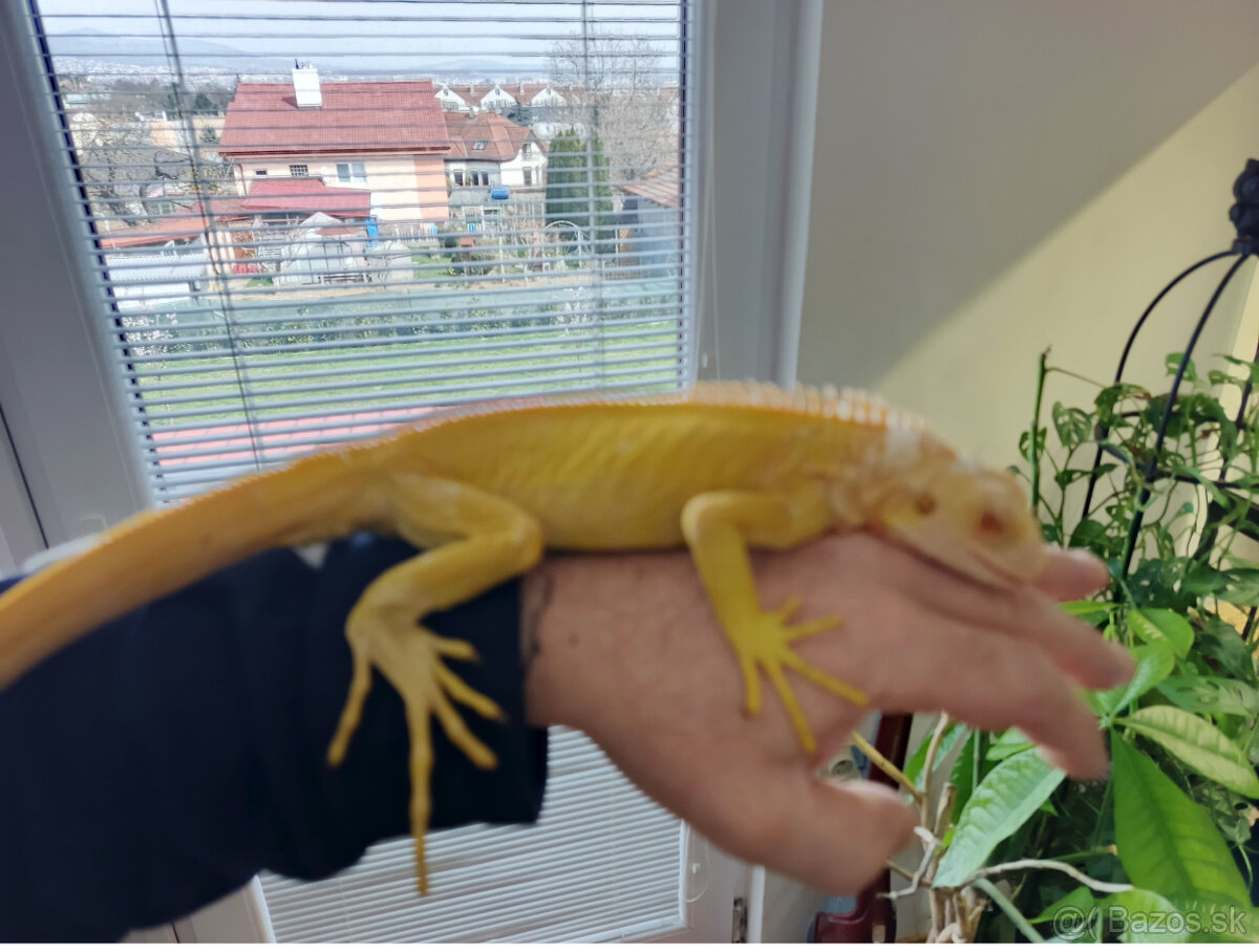 Pár leguán Albíno - 5