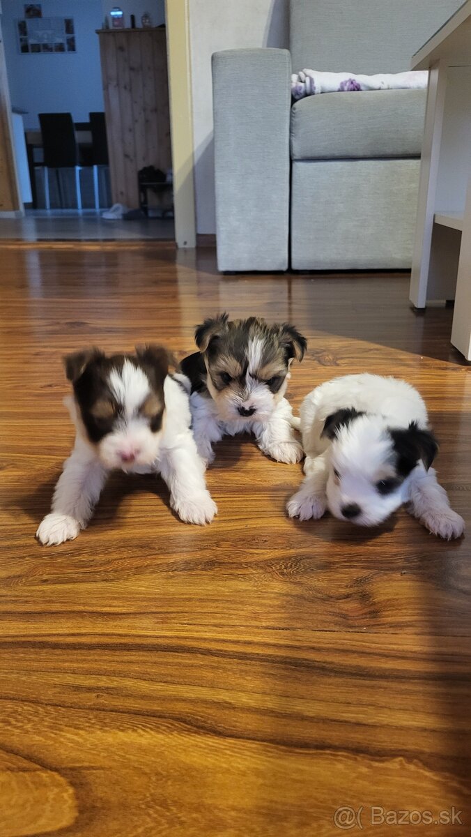 Yorkshire Biewer - 5