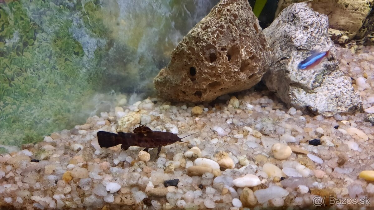 Synodontis a Pancierniček Trinidadský - Megalechis - 5