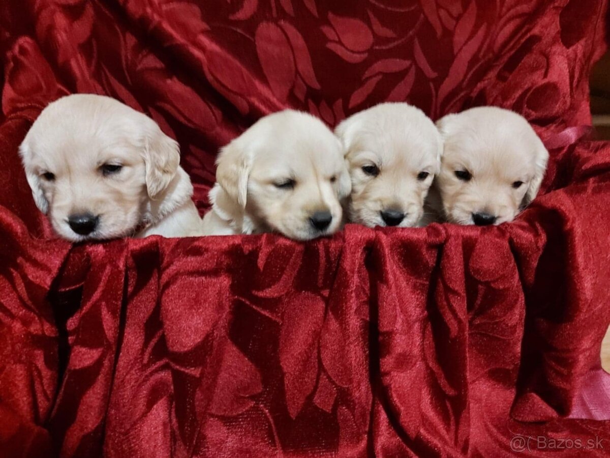 Predám Šteniatka Zlaty retriever-Golden retriever - 5