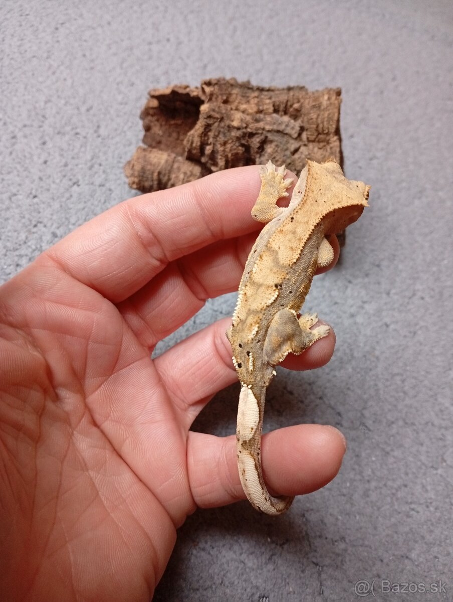 Pagekon riasnaty - 5