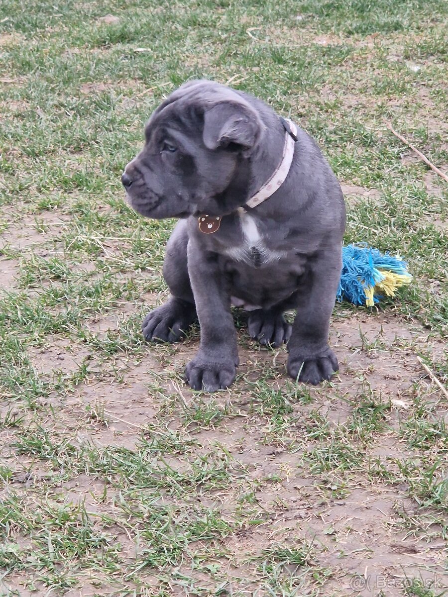 Cane corso - 5