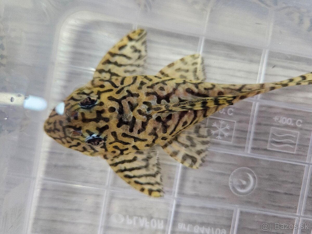 L 236 Super Yellow - chovné páry - 5