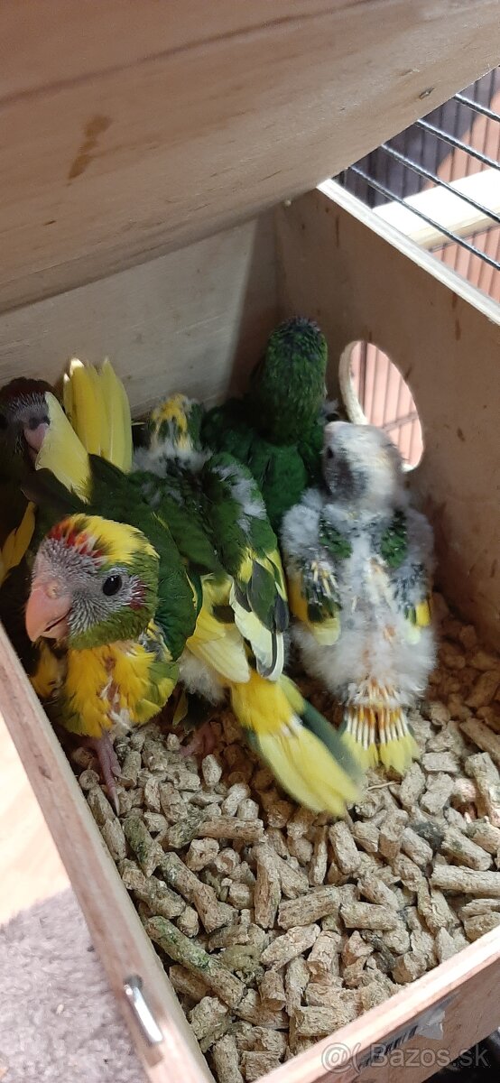 Predám mladé Kakariky - 5