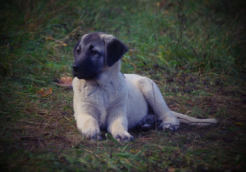 Kangal šteňatá, šteniatka k už odberu - 5
