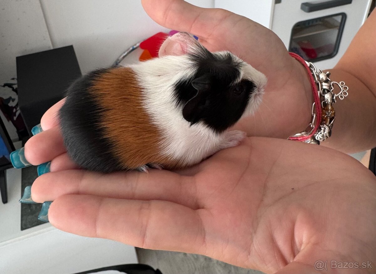 Morské prasiatka samička - 5