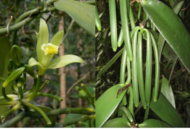 Vanilka voňavá - pravá, odrezky alebo rastliny - 5