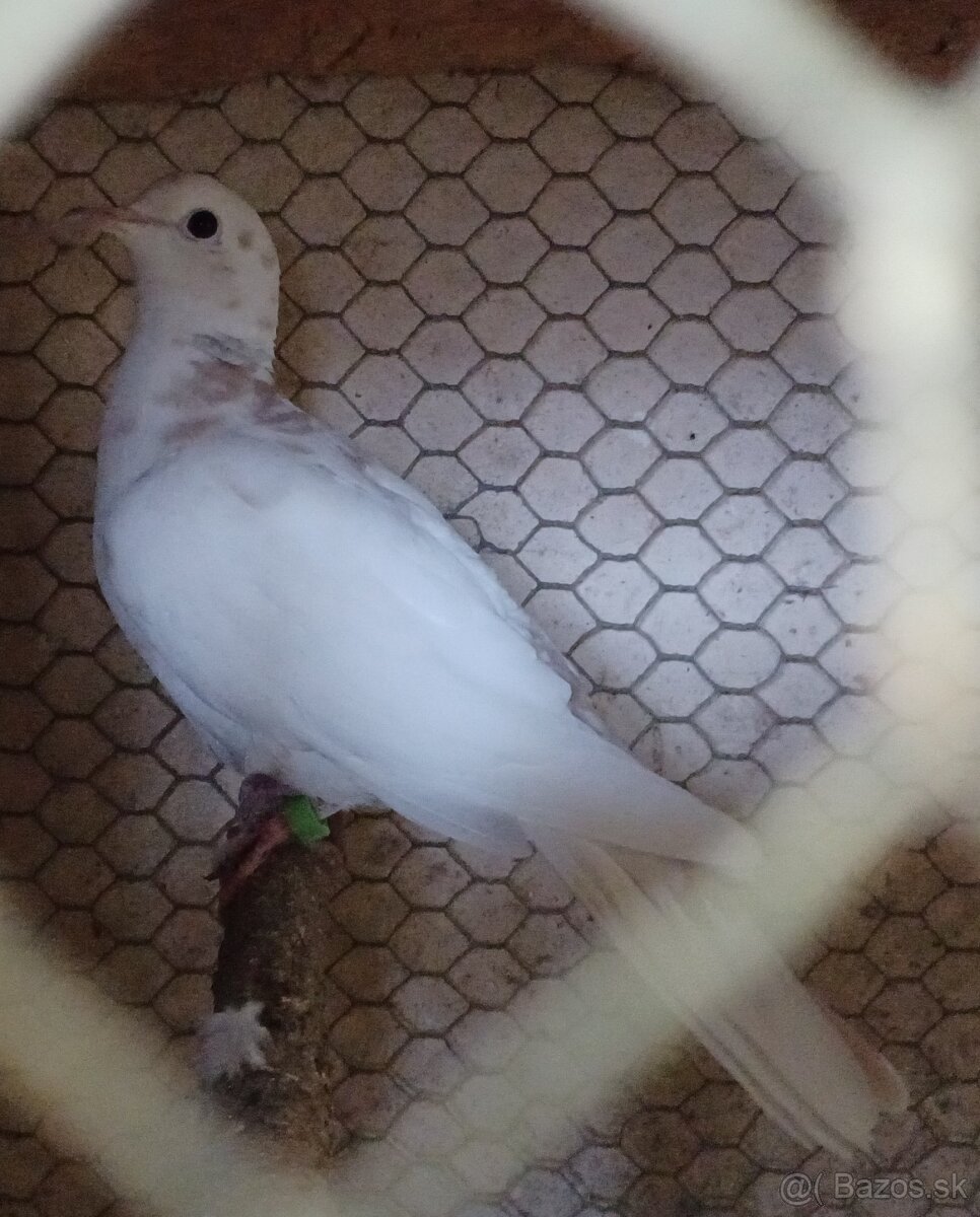 Predám chichotavé hrdličky : - 5