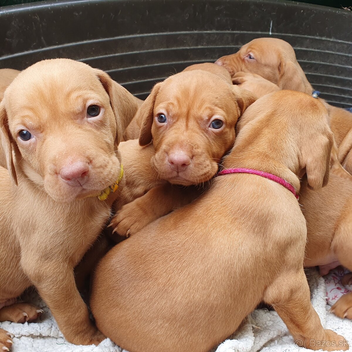 Maďarská vyžla s PP - 5