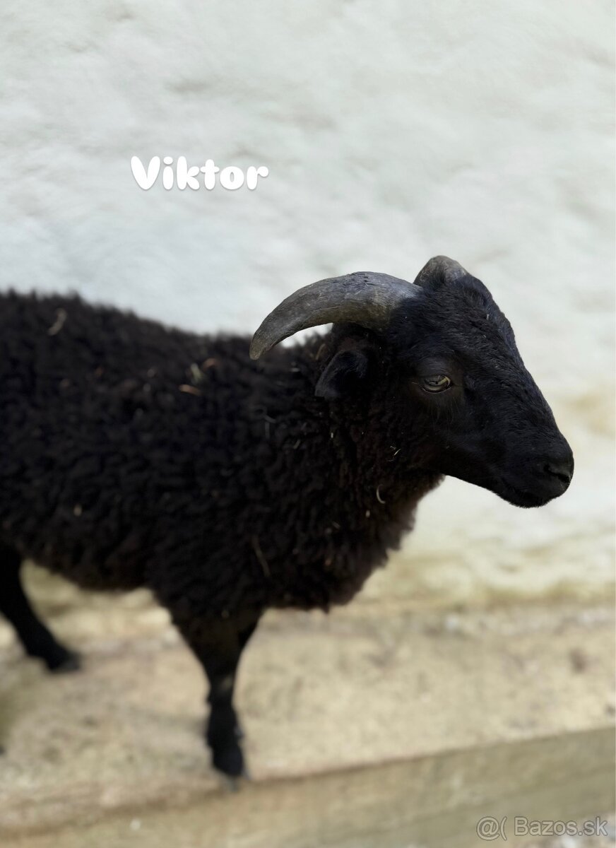 Predáme 3 po dohode kastrovanych mini baranov do chovu. - 5