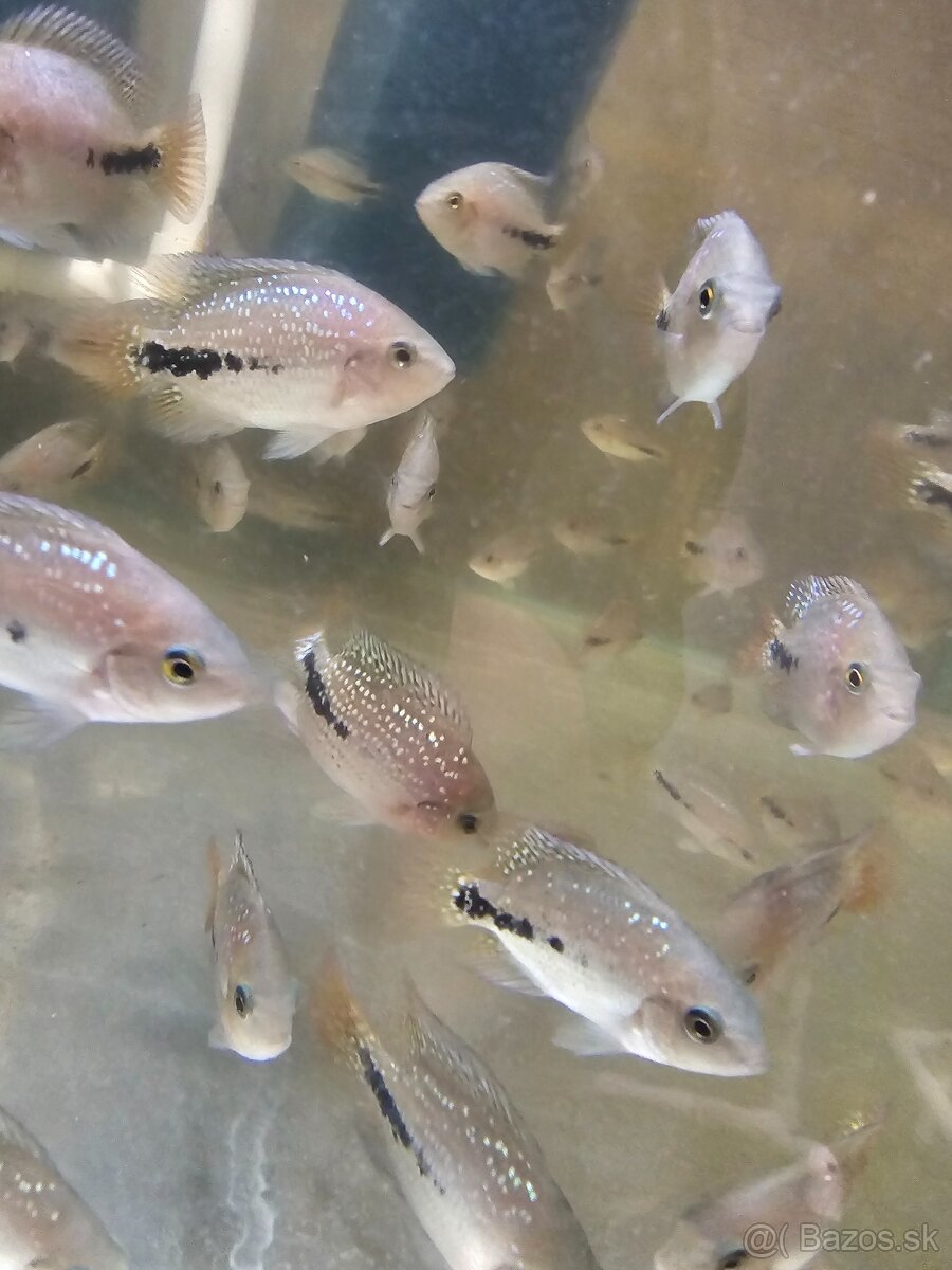 Vieja synspilum blue spotted - 5